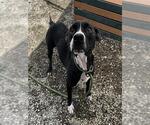 Small American Pit Bull Terrier-Labrador Retriever Mix