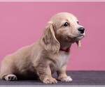 Small Photo #33 Dachshund Puppy For Sale in CROWLEY, TX, USA
