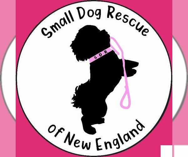 Medium Photo #1 Mutt Puppy For Sale in Cranston, RI, USA