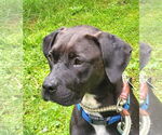Small #7 American Pit Bull Terrier-Labrador Retriever Mix