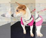 Small #5 Chihuahua Mix