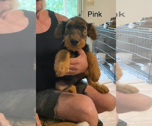 Airedale Terrier Puppy for sale in STEEDMAN, MO, USA