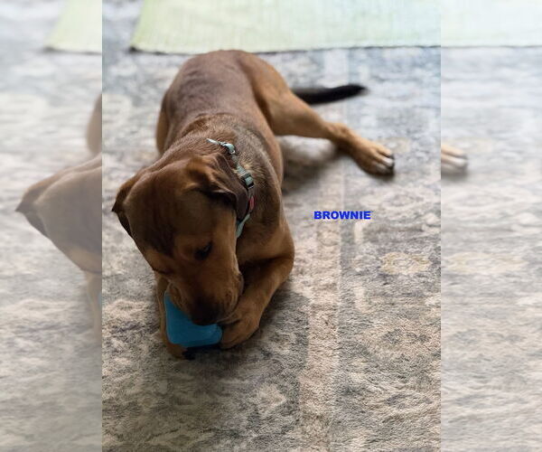 Medium Photo #5 Beagle-Unknown Mix Puppy For Sale in Woodland Hills, CA, USA