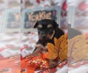 Medium Yorkshire Terrier