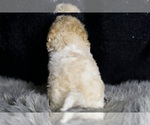 Small #4 Maltipoo (Miniature)