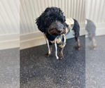 Small Photo #71 Yorkipoo Puppy For Sale in WARSAW, IN, USA