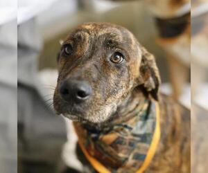 Labrador Retriever-Unknown Mix Dogs for adoption in San Antonio, TX, USA