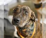REINA - Female Labrador Retriever-Unknown Mix Dog for Adoption - Small photo