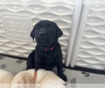 Small #31 Labrador Retriever
