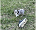Small Photo #46 Miniature Australian Shepherd Puppy For Sale in SIGNAL MOUNTAIN, TN, USA