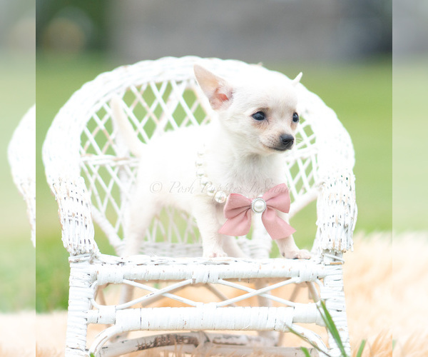 Medium Photo #8 Chihuahua Puppy For Sale in WARSAW, IN, USA
