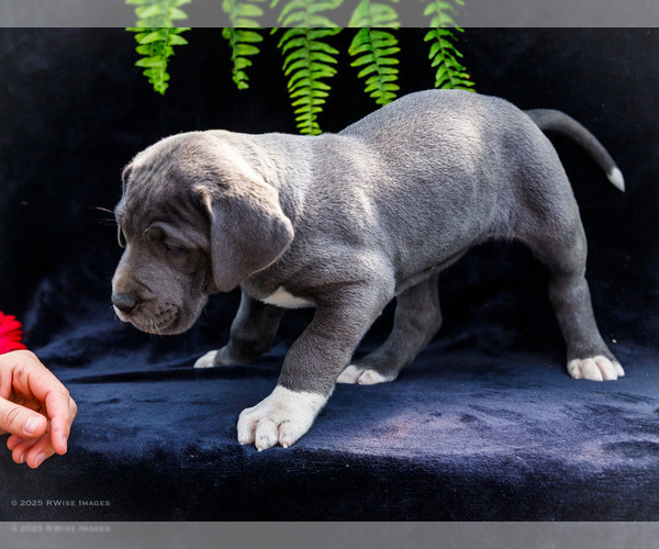 Medium Photo #20 Great Dane Puppy For Sale in WAKARUSA, IN, USA