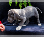 Small #19 Great Dane