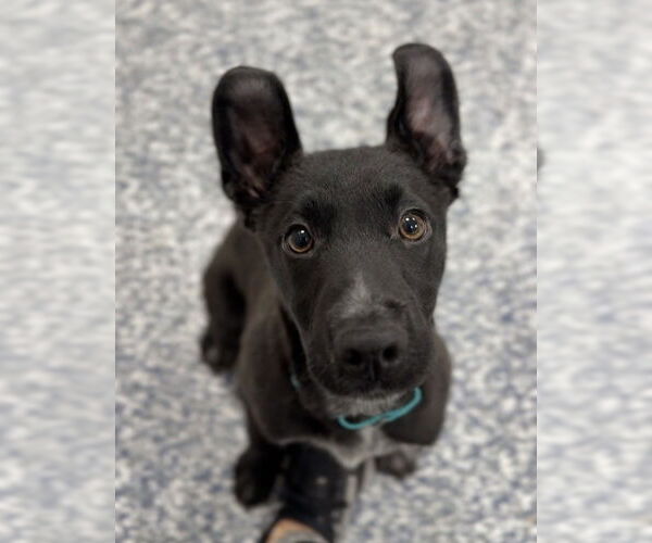 Medium Photo #1 Mutt Puppy For Sale in Bemidji, MN, USA