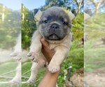 Small #7 French Bulldog