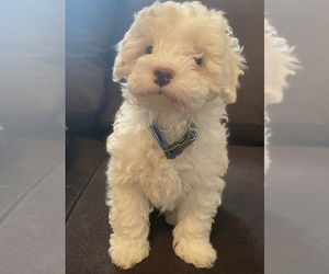 Poodle (Toy) Puppy for sale in BENNETT, CO, USA