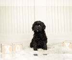 Small Photo #5 Goldendoodle (Miniature) Puppy For Sale in WARSAW, IN, USA