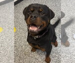 Small #11 Rottweiler