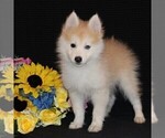 Small Photo #2 Pomsky Puppy For Sale in GAP, PA, USA