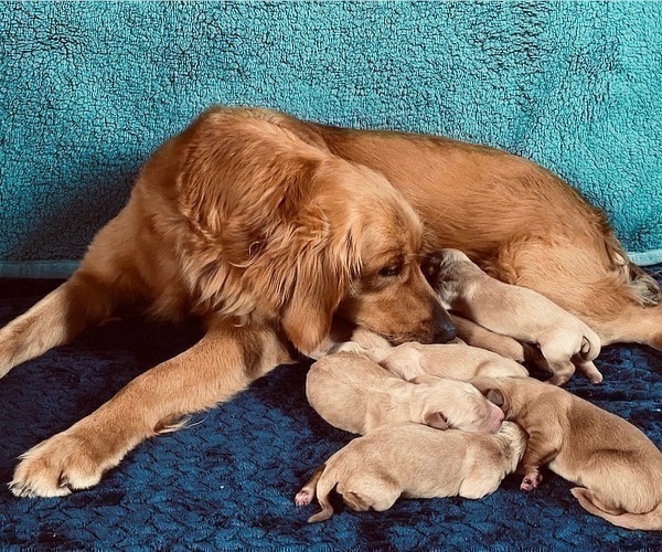 Medium Photo #6 Golden Retriever Puppy For Sale in SANFORD, NC, USA