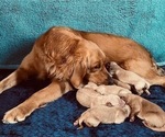 Small #5 Golden Retriever