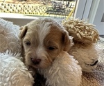 Puppy 4 Mal-Shi-Poodle (Toy) Mix