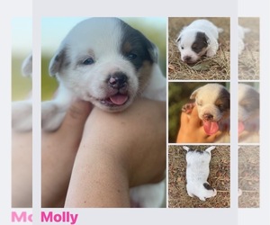 Texas Heeler Puppy for sale in MOUNT VERNON, MO, USA