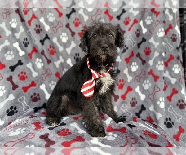 Medium Photo #5 Schnauzer (Miniature) Puppy For Sale in LAKELAND, FL, USA