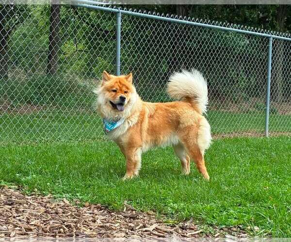 Medium Photo #1 Chow Chow Puppy For Sale in Martinsburg, WV, USA