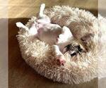 Small Photo #11 French Bulldog Puppy For Sale in SANTA MONICA, CA, USA