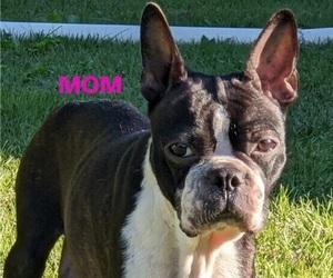 Mother of the Faux Frenchbo Bulldog puppies born on 12/06/2023