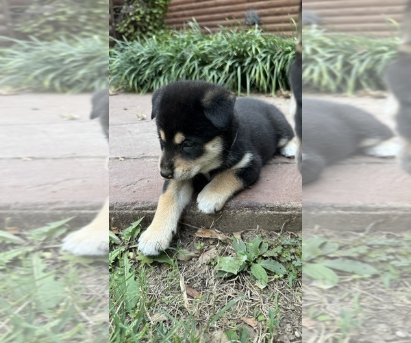 Medium Photo #54 Shiba Inu Puppy For Sale in NEW ATHENS, IL, USA