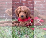 Small Photo #2 Goldendoodle (Miniature) Puppy For Sale in STELLA, NC, USA