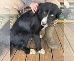 Small #3 Border Collie Mix