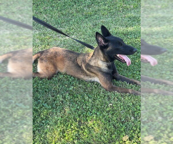 Medium Photo #4 Mutt Puppy For Sale in Imlay City, MI, USA