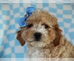 Small #2 Cavapoo (Miniature)