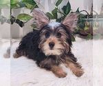 Small #4 Mutt