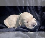 Small #1 Golden Retriever