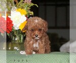 Flower - Female Poodle (Toy) Puppy for Sale - Photo #3