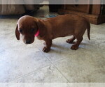 Small Photo #15 Dachshund Puppy For Sale in OWEN, WI, USA
