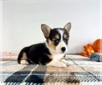 Small #1 Pembroke Welsh Corgi