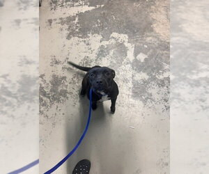 American Staffordshire Terrier-Unknown Mix Dogs for adoption in Tallahassee, FL, USA