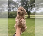 Small Photo #4 Goldendoodle Puppy For Sale in PECK, KS, USA