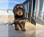 Small #2 Bernedoodle