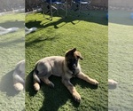 Small #3 German Shepherd Dog