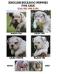 Small Photo #1 English Bulldog Puppy For Sale in KISSIMMEE, FL, USA