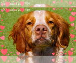 Small Brittany