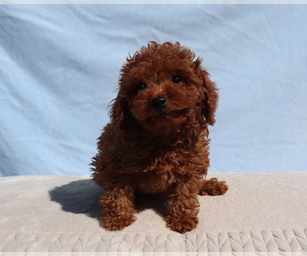 Medium Photo #5 Poodle (Toy) Puppy For Sale in LOS ANGELES, CA, USA
