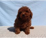 King - Male Poodle (Toy) Puppy for Sale - Photo #5