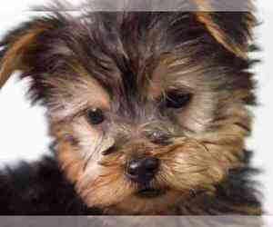 Yorkshire Terrier Puppy for sale in RED LION, PA, USA